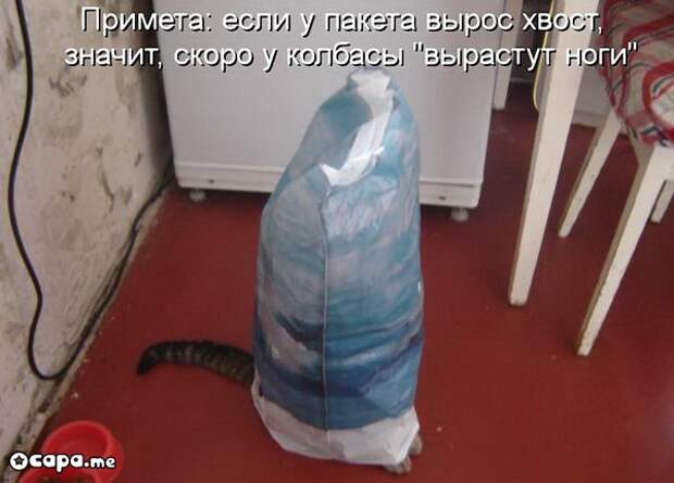 Позитивные котэ (29.05.15)