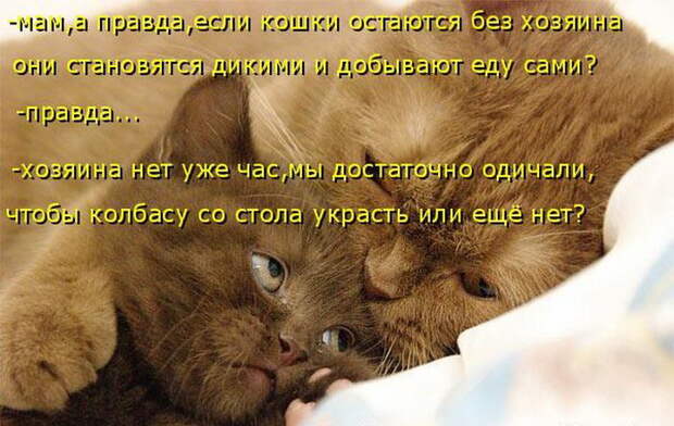 Лучшие котоматрицы недели (50 фото) Лучшие котоматрицы недели (50 фото)