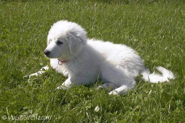 This week on Meet the Giants we're talking about the Kuvasz!