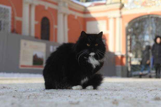В Петербурге может появиться памятник легендарным эрмитажным котам
