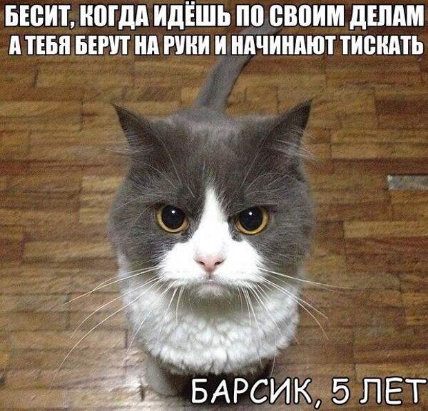 Забавные фотомемы