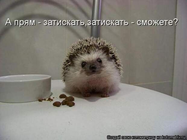 Котоматрицы (забавные картинки с надписями)