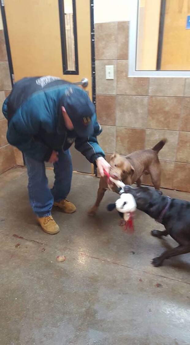Содержать собак вызвались волонтеры из государственного центра помощи животным ветеран, животные, собака