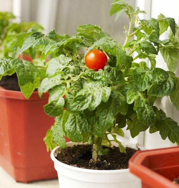 Уход за домашними помидорами имеет мало отличий от ухода за ними на даче или приусадебном участке