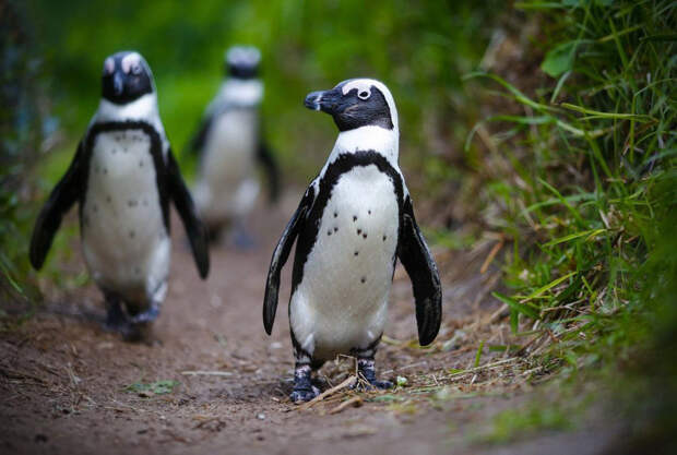 Африканские пингвины в Южной Африке