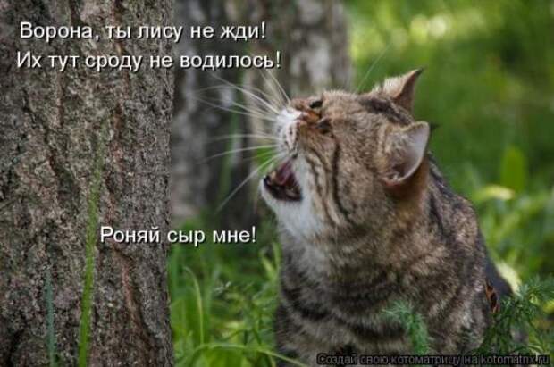 Котоматрицы(картинки с надписями)