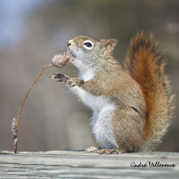 Фотография забавная жизнь белок Andre Villeneuve Фотография забавная жизнь белок Andre Villeneuve