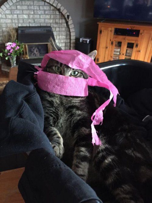 КОТОприколы