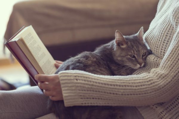 Польза от кота в доме