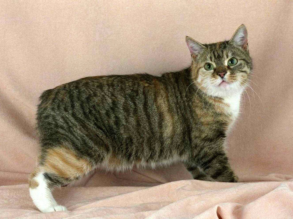 Манкс, мэнкс, мэнкская кошка, фото породы кошек фотография
