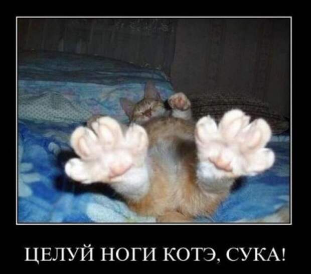 Демотиваторы приколы и позитив во всем будет смешно!