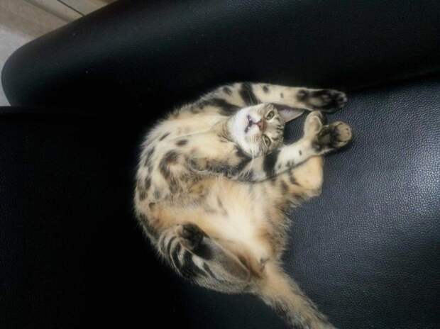 Правила жизни настоящего котэ кот, коты, котэ, кошка, кошки, мимиметр, мимими