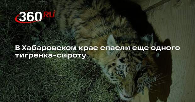 В Хабаровском крае спасли еще одного тигренка-сироту