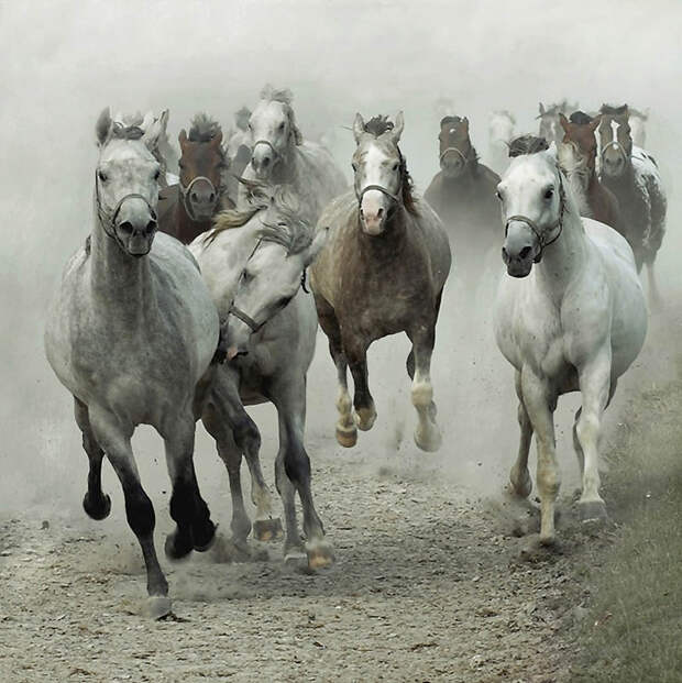 13. Хотя многие арабские лошади кажутся белыми, они не белые. Белый цвет волос обычно создается есте