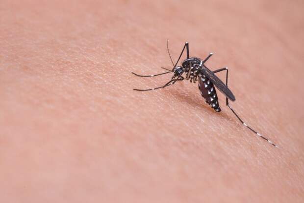 Как различение звуков спаривания комаров поможет нам контролировать малярию?