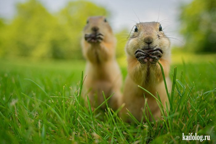 Comedy Wildlife Photography Awards 2015 (40 фото)