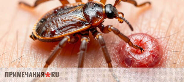 Укус клеща: как действовать, чтобы избежать тяжелых последствий