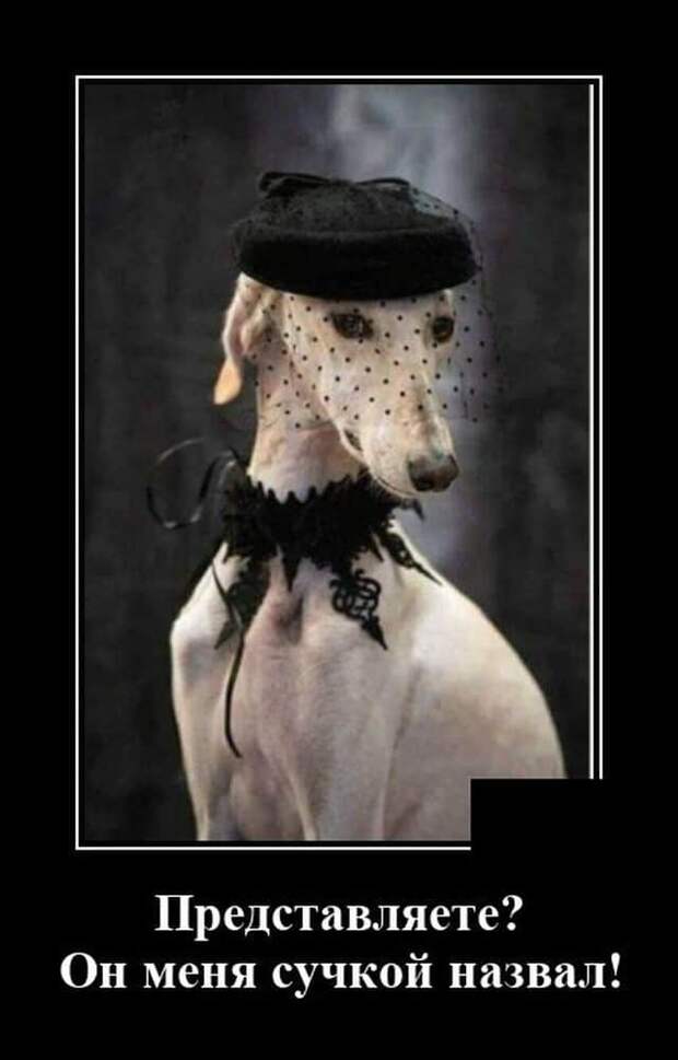 demotivatory-demotivator-smeshnye-demotivatory-demotivator-so-smyslom