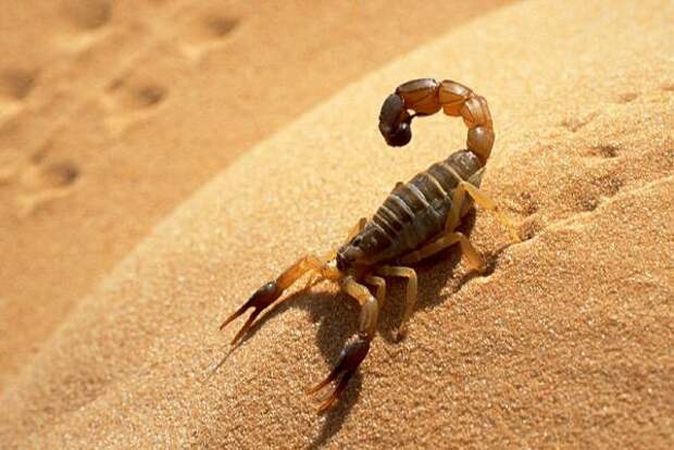 Самые опасные животные для человека Скорпион андроктонус австралис (Androctonus australis), фото членистоногие фотография