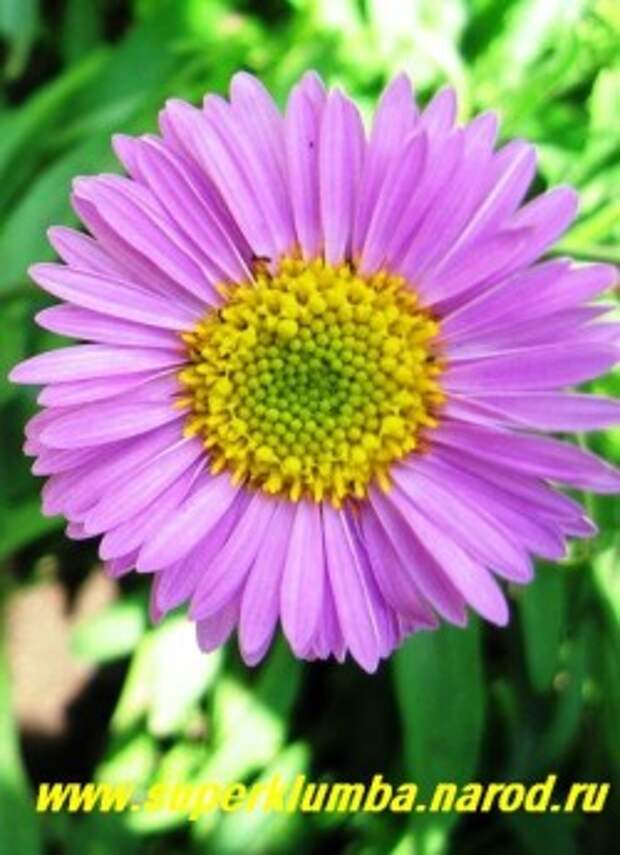АСТРА АЛЬПИЙСКАЯ "РОЗЕА" (Aster alpinus "Rosea"), низкая, высотой всего15-20 см летнецветущая многолетняя астра, цветы полумахровые ярко-розовые диаметром 4см, цветет июнь-июль, ЦЕНА 150 руб
