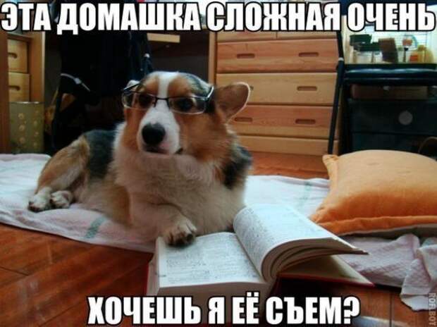 Картинки, юмор, приколы