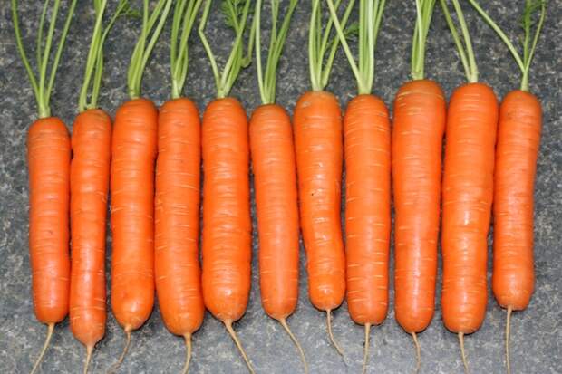 Сорта морковки сорта моркови выращивание моркови