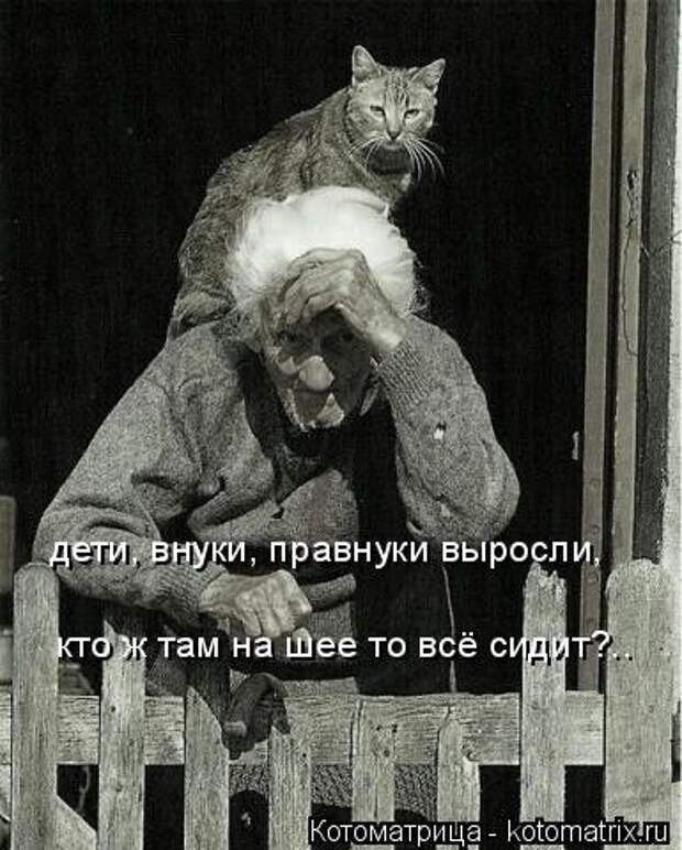 Отличная котоматрица для поднятия настроения (40 фото)