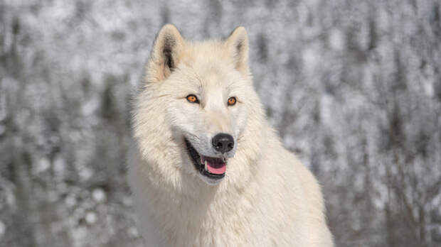 В Салехарде выпустили марки с изображением полярного волка