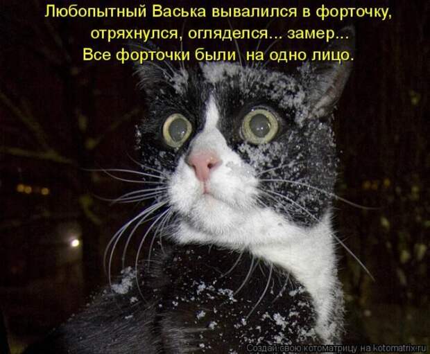 Лучшие котоматрицы недели