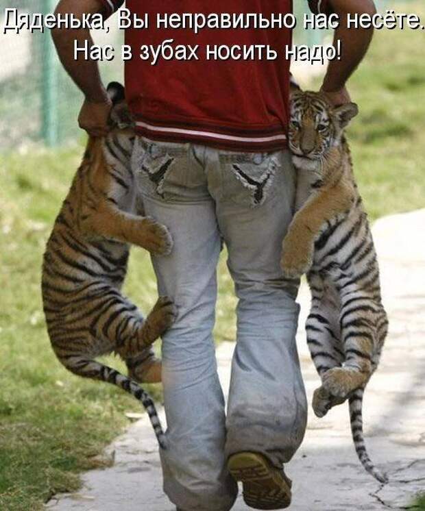 Картинки по запросу Забавные картинки и фото приколы