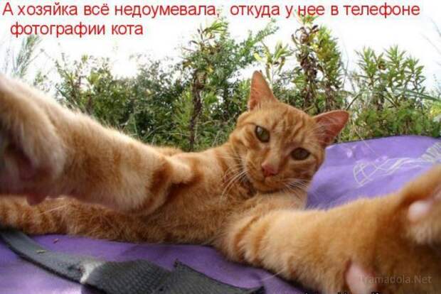 Летняя подборка Котоматриц 2010 - Выпуск 18