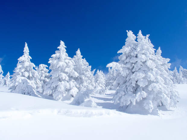 Снежные монстры в Японии горные лыжи, онсэн япония, снег в японии, фудзитрэвел, япония