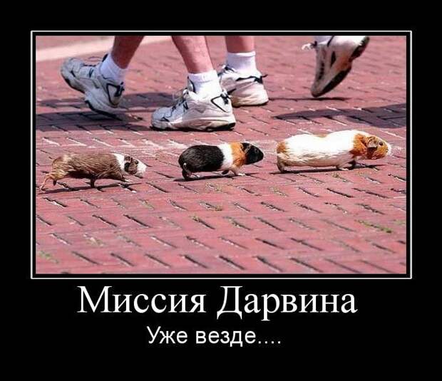 Демотиваторы (107 фото)