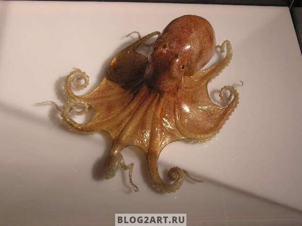 JellyFish006
