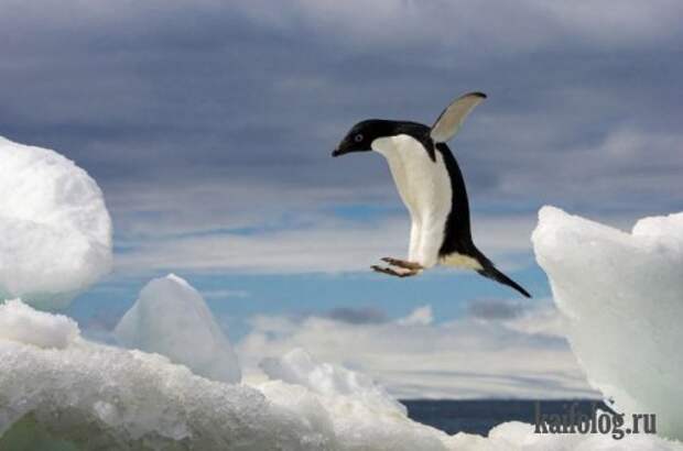 Приколы про пингвинов (30 фото) Приколы про пингвинов (30 фото)