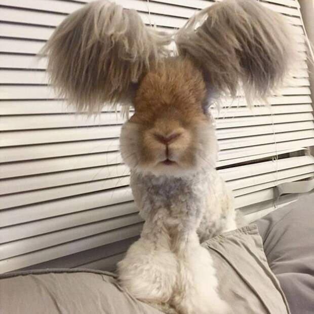 Ангорский кролик Уолли, кролик с огромными ушами, кролик с ушами похожими на крылья ангела, Wally rabbit