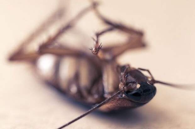 Предотвратить размножение тараканов поможет дезинсекция. 