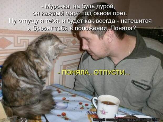 Котоматрица, прикольные коты с надписями.