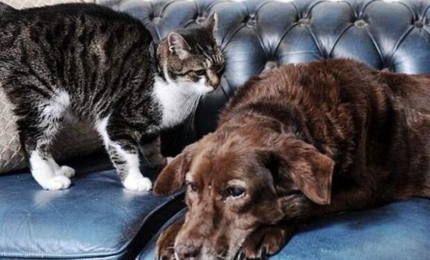 Кошка-поводырь для слепой собаки.Такое редко встретишь животные, кошки, поводырь, собаки