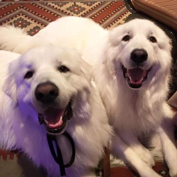 Great Pyrenees