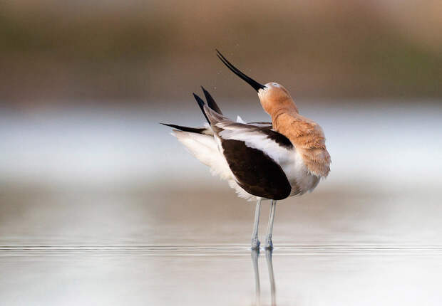 Победители птичьего  конкурса Audubon  Photography Awards  2015