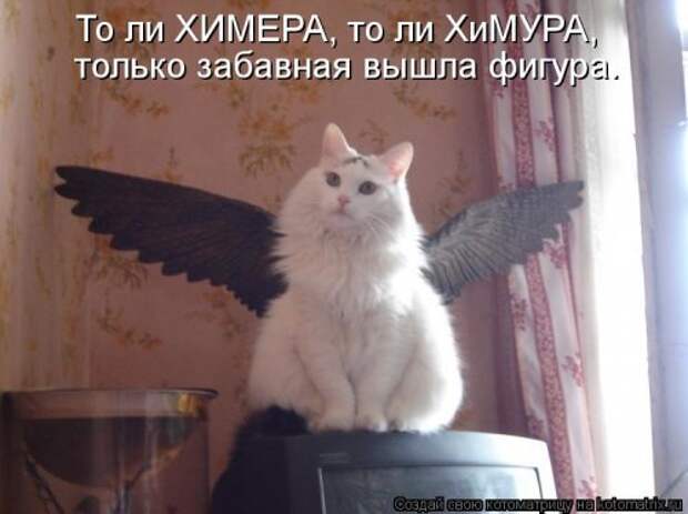 Свежая котоматрица для всех (38 фото)