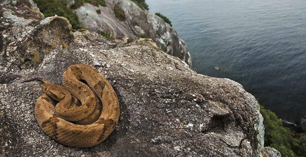Остров змей животные, остров, природа