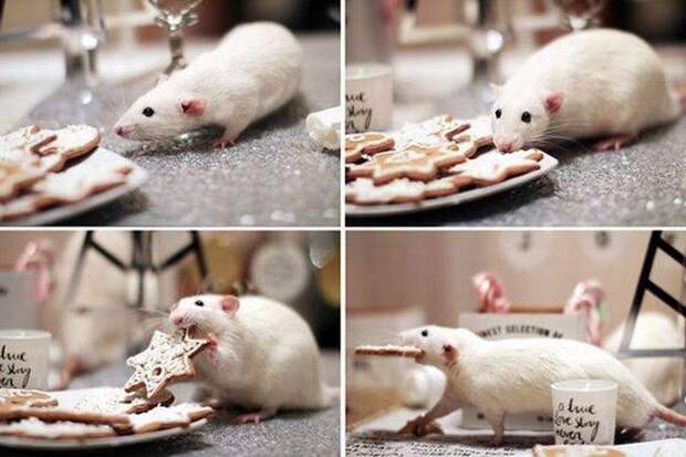 Прикольные картинки. Дневной выпуск (59 фото)