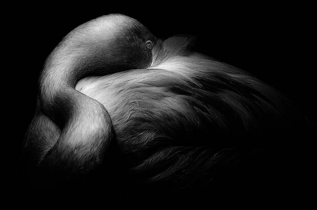 Замечательные черно-белые снимки Энрике Пелаэс