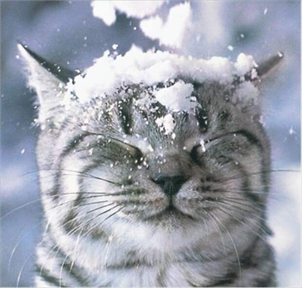 http://cs10251.vkontakte.ru/u47859997/-14/x_bc7bcd30.jpg