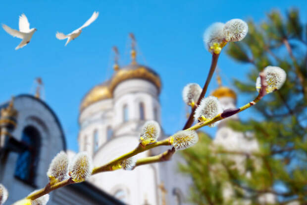 Биолог Рысин: заморозки в Московском регионе могут задержать цветение вербы