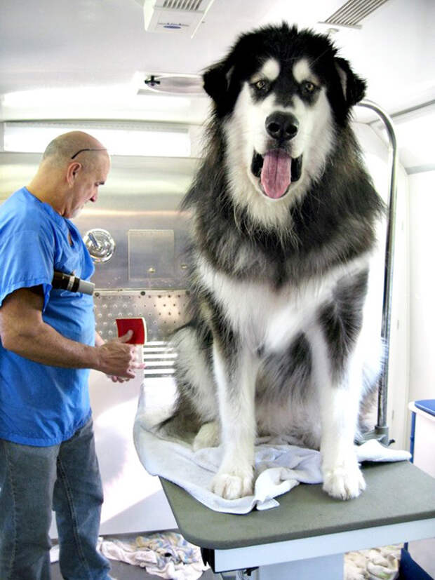 очень большая собака 