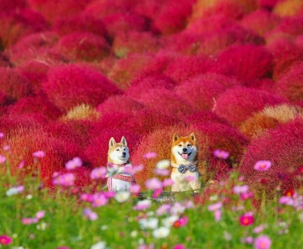 Все без ума от сиба-ину в цветочных полях Хати, животные, парк, сиба-ину, собака, фото, цветы, япония
