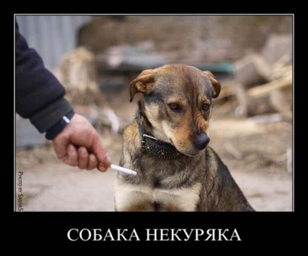 Демотиваторы с приколами, развеселят кого угодно.
